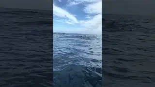 Hundreds of Sperm Whales. - 13/12/24