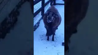 ВДНХ, Киев, контактный зоопарк