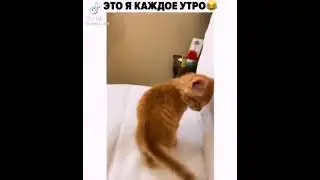 ЭТО Я КАЖДОЕ УТРО😂  