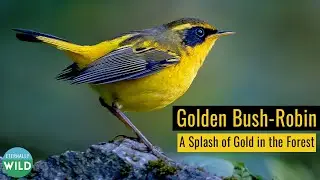 Golden Bush-Robin: A Splash of Gold in The Forest