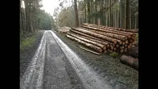 Massive Abholzung im Taunus