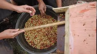 Peeled coffee beans - NO COPYRIGHT