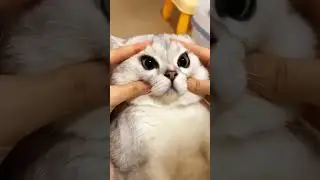 FUNNY ANIMALS COMPILATION 2023