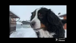 Зима для бернского зенненхунда