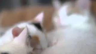 Kitten aan het drinken