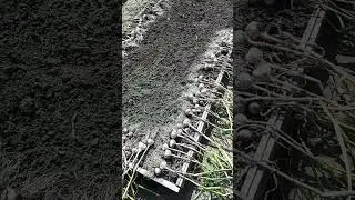 92. Уборка ЧЕСНОКА 2022