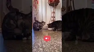 Hewan paling lucu kucing pintar berbagi makan #kucing #shorts #berbagimakan