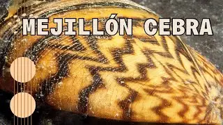 Especies invasoras: Mejillón cebra
