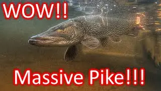 MASSIVE NORTHERN PIKE! 40+!!!