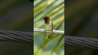 Beautiful Scaly Breasted Munia: The Most Adorable Little Bird You've ever seen