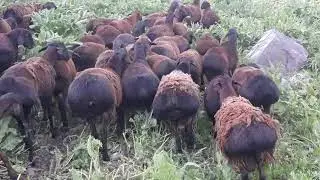 Гиссарская кучкари
