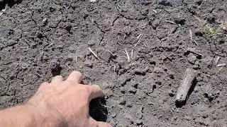 Соя 2023 Боронування