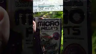 GREAT Hikari Micro Pellets #shorts #short #fyp