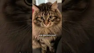 the BEST cat breed out there #cats