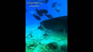 shark 🦈🦈 eating..