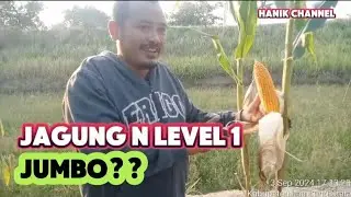 Jagung N Level 1 Tongkol Jumbo???#ansar #hanikchannel