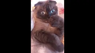 Его игрушка