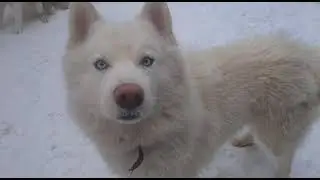 Белый сибирский хаски с голубыми глазами . White Siberian husky with blue eyes .