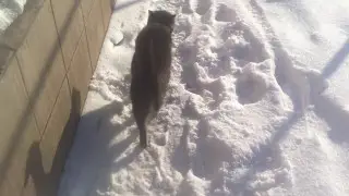 Серый кот гуляет по снегу