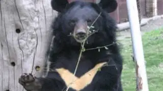 MOONBEARS NEED YOU !