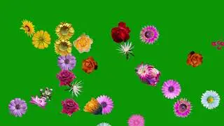 Free Green Screen Flowers Falling : Copyright Free : Chroma Key : Video Editing