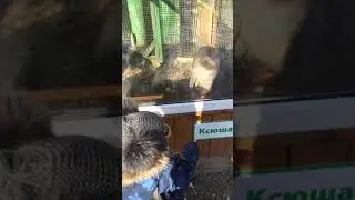 Обезьяна Ксюша 1