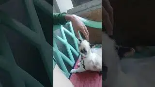 Chismosang Pusa