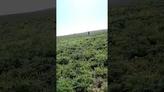 ✅Quiet HUNTING in the steppe//Mushroom hunting//White steppe