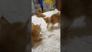 #cat #трикота #милыекоты #бездомные #cпасенныйкотенок #кронштадт