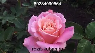 Engagement Rose