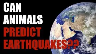 Can Animals Predict Earthquakes?