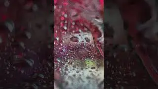 Automatic Car Wash