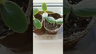 КАК И КОГДА ВЫСАЖИВАТЬ ОГУРЦЫ