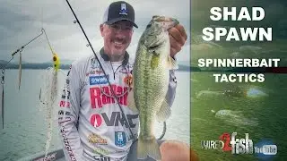 Why Spinnerbaits Excel During the Shad Spawn