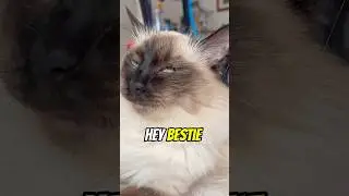 Hey Bestie! A reminder for you! #cat #cats #meow #capcut #shorts #funny #reminder #bestie #friend #h