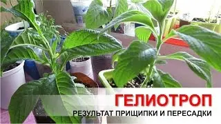 Гелиотроп. Результат прищипки и пересадки.