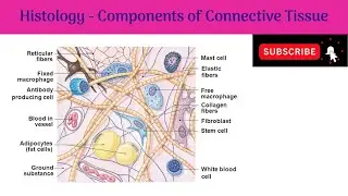 Components of Connective Tissue | Fibers | Cells | Ground substance or Intercellular substance