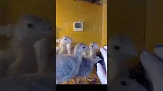 индюшата 10 дней.