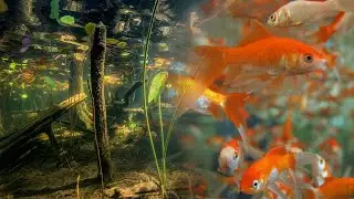 Underwater view in a home pond | Underwater pond footage | iPhone x | 2021