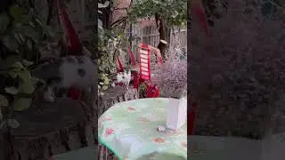 Все те же деревенские котики😅🐈‍⬛👍