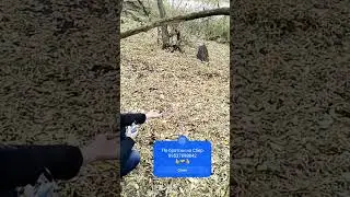 Сибирские Колибри