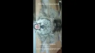 Заливка головы волка.