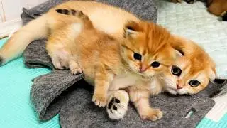 The bravest kitten hid from the sound of the vacuum cleaner closer to his mother cat