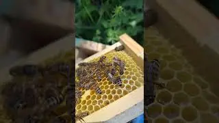 каких маток можно отбирать?!