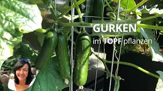 Gurken im Topf richtig pflanzen - die wichtigsten Tipps
