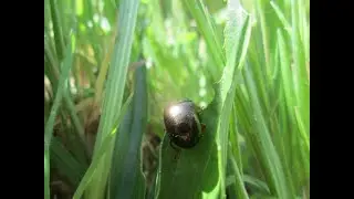 Edible Backyard Weeds Pt. 3 (Grasses)