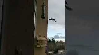 Raj dla sikorek i wróbelków.