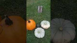 First Pumpkins from our Patch!