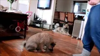 Eurasier Jasmin trener frivillig bli liggende