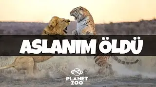 MY LION DIED! - PLANET ZOO